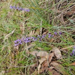 Hovea heterophylla at Taylor, ACT - 25 Aug 2024