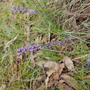 Hovea heterophylla at Taylor, ACT - 25 Aug 2024 09:28 AM