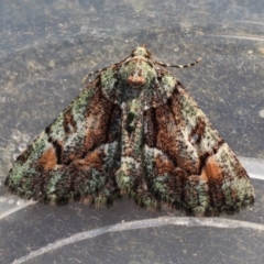 Aeolochroma metarhodata (Tea-tree Emerald) at Moruya, NSW - 23 Aug 2024 by LisaH