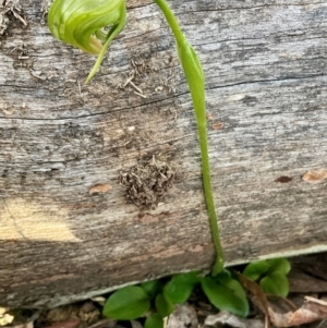 Pterostylis nutans at Yarralumla, ACT - 1 Sep 2023