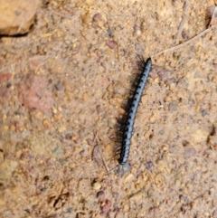 Paradoxosomatidae sp. (family) at Taylor, ACT - 25 Aug 2024