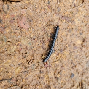 Paradoxosomatidae sp. (family) at Taylor, ACT - 25 Aug 2024