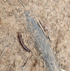 Paradoxosomatidae sp. (family) at Taylor, ACT - 25 Aug 2024