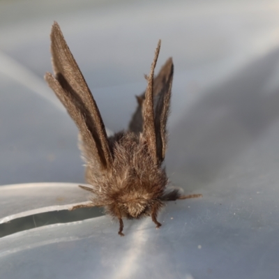 Unidentified Moth (Lepidoptera) at Moruya, NSW - 23 Aug 2024 by LisaH