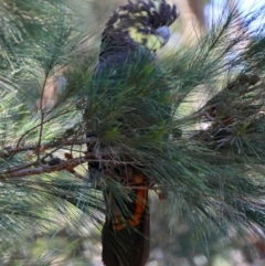 Calyptorhynchus lathami lathami (Glossy Black-Cockatoo) at Moruya, NSW - 23 Aug 2024 by LisaH