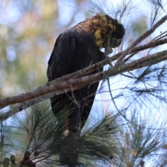 Calyptorhynchus lathami lathami at Moruya, NSW - 24 Aug 2024