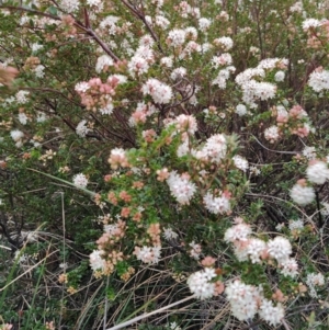 Leionema lamprophyllum subsp. obovatum at Kambah, ACT - 25 Aug 2024