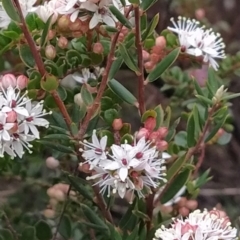 Leionema lamprophyllum subsp. obovatum at Kambah, ACT - suppressed