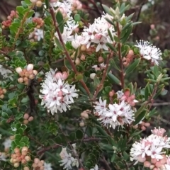 Leionema lamprophyllum subsp. obovatum at Kambah, ACT - 25 Aug 2024