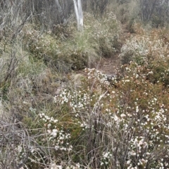 Leionema lamprophyllum subsp. obovatum at Kambah, ACT - 25 Aug 2024