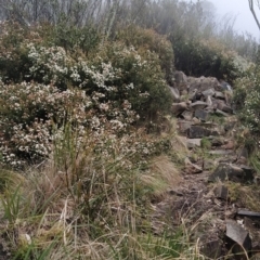 Leionema lamprophyllum subsp. obovatum at Kambah, ACT - 25 Aug 2024