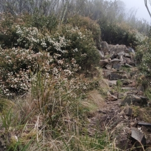 Leionema lamprophyllum subsp. obovatum at Kambah, ACT - suppressed