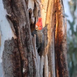 Callocephalon fimbriatum at Hughes, ACT - suppressed