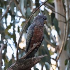 Callocephalon fimbriatum at Hughes, ACT - suppressed