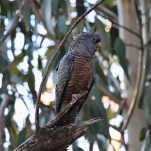 Callocephalon fimbriatum at Hughes, ACT - suppressed