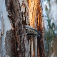 Callocephalon fimbriatum at Hughes, ACT - suppressed