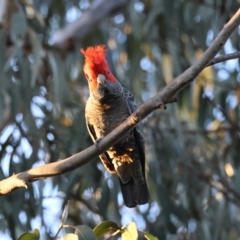 Callocephalon fimbriatum at Hughes, ACT - suppressed