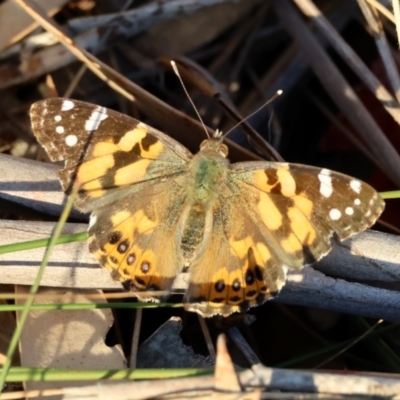 Vanessa kershawi (Australian Painted Lady) at Deakin, ACT - 24 Aug 2024 by LisaH