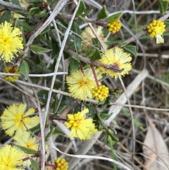 Acacia gunnii (Ploughshare Wattle) at Denman Prospect, ACT - 22 Aug 2024 by Jennybach