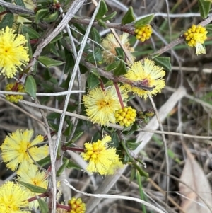 Acacia gunnii at Denman Prospect, ACT - 22 Aug 2024 03:07 PM