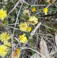 Acacia gunnii at Denman Prospect, ACT - 22 Aug 2024 03:07 PM