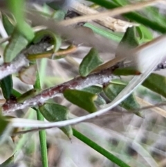 Acacia gunnii at Denman Prospect, ACT - 22 Aug 2024