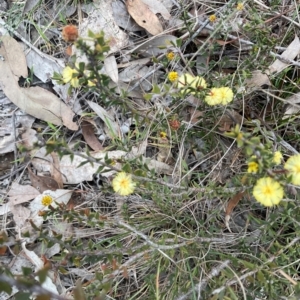 Acacia gunnii at Denman Prospect, ACT - 22 Aug 2024