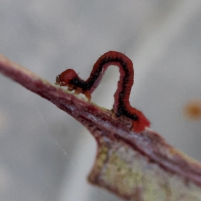 Geometridae (family) IMMATURE at Deakin, ACT - 25 Aug 2024 by LisaH