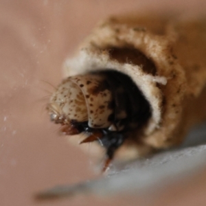 Hyalarcta nigrescens at Deakin, ACT - 18 Aug 2024