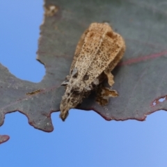 Hyalarcta nigrescens at Deakin, ACT - 18 Aug 2024