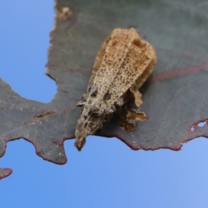 Hyalarcta nigrescens at Deakin, ACT - 18 Aug 2024