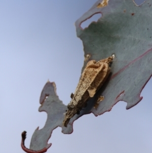 Hyalarcta nigrescens at Deakin, ACT - 18 Aug 2024