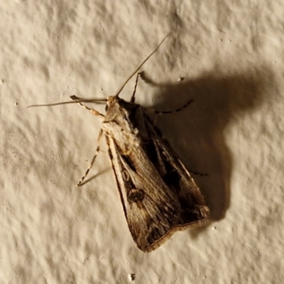 Agrotis munda (Brown Cutworm) at Goulburn, NSW - 25 Aug 2024 by trevorpreston