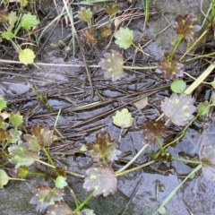 Ranunculus muricatus at Whitlam, ACT - suppressed