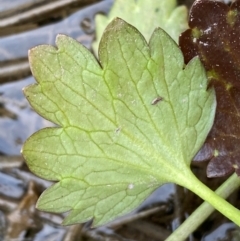 Ranunculus muricatus at Whitlam, ACT - suppressed