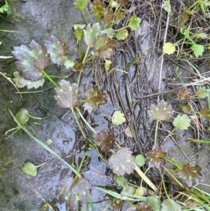 Ranunculus muricatus at Whitlam, ACT - suppressed