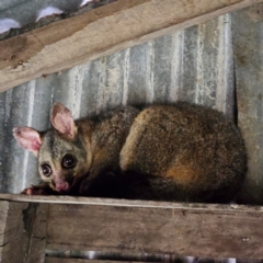 Trichosurus vulpecula (Common Brushtail Possum) at Braidwood, NSW - 25 Aug 2024 by MatthewFrawley