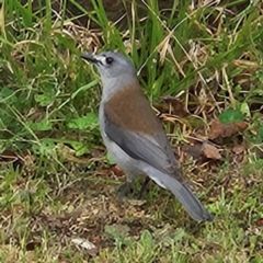 Colluricincla harmonica (Grey Shrikethrush) at Braidwood, NSW - 25 Aug 2024 by MatthewFrawley