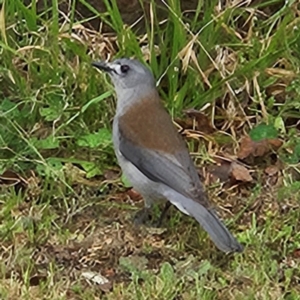 Colluricincla harmonica at Braidwood, NSW - 25 Aug 2024