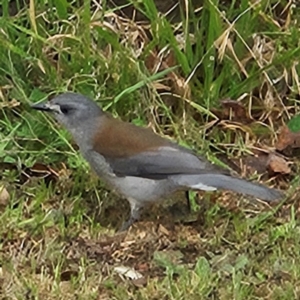 Colluricincla harmonica at Braidwood, NSW - 25 Aug 2024