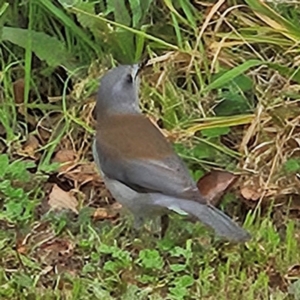 Colluricincla harmonica at Braidwood, NSW - 25 Aug 2024