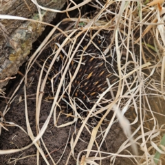 Tachyglossus aculeatus (Short-beaked Echidna) at Braidwood, NSW - 25 Aug 2024 by MatthewFrawley