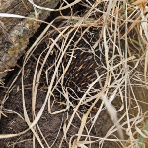 Tachyglossus aculeatus at Braidwood, NSW - 25 Aug 2024