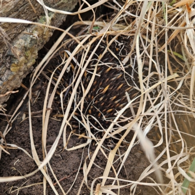 Tachyglossus aculeatus (Short-beaked Echidna) at Braidwood, NSW - 25 Aug 2024 by MatthewFrawley