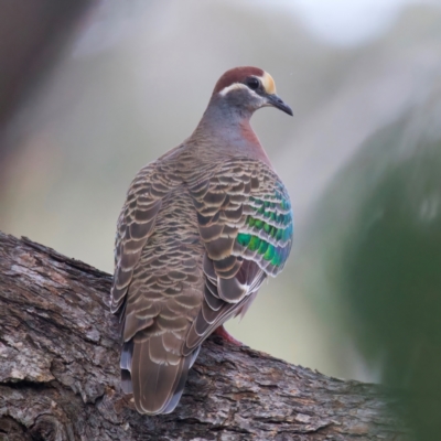 Phaps chalcoptera (Common Bronzewing) at Hackett, ACT - 22 Aug 2024 by jb2602