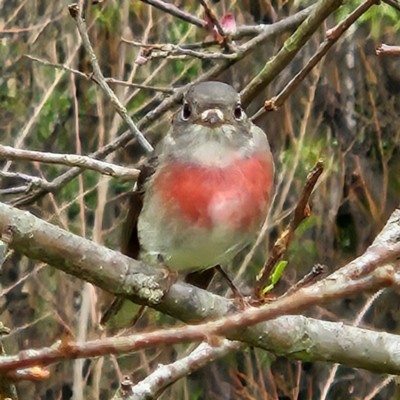 Petroica rosea (Rose Robin) at Braidwood, NSW - 25 Aug 2024 by MatthewFrawley