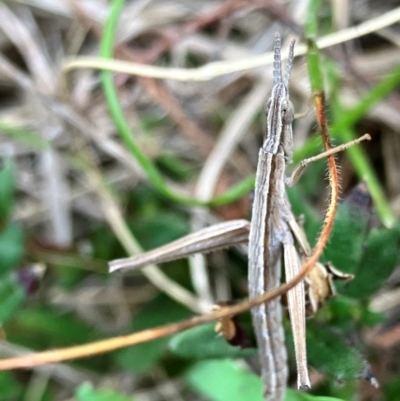 Keyacris scurra (Key's Matchstick Grasshopper) at Hall, ACT - 25 Aug 2024 by strigo