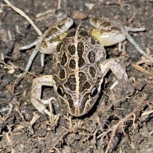 Limnodynastes tasmaniensis at Braidwood, NSW - 25 Aug 2024