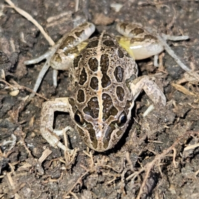 Limnodynastes tasmaniensis (Spotted Grass Frog) at Braidwood, NSW - 25 Aug 2024 by MatthewFrawley