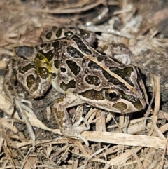 Limnodynastes tasmaniensis at Braidwood, NSW - 25 Aug 2024 03:51 PM